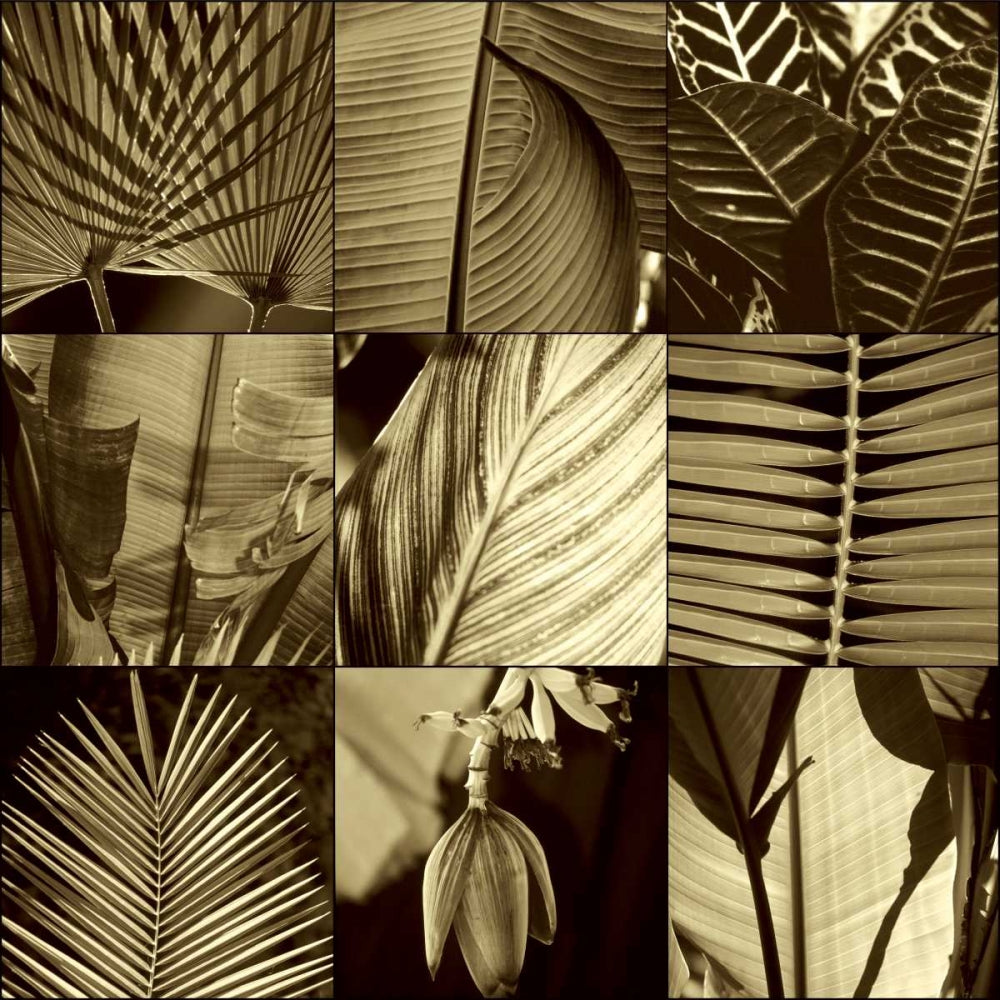 Folhas Tropicais I 1 — Kelly, Caroline