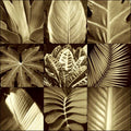 Folhas Tropicais II 1 — Kelly, Caroline