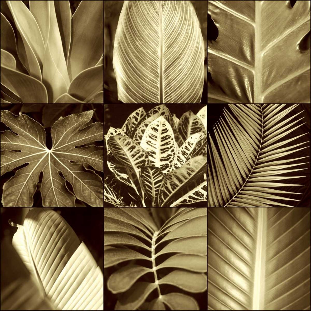 Folhas Tropicais II 1 — Kelly, Caroline
