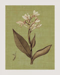 Botanica Verde II — Seba, John