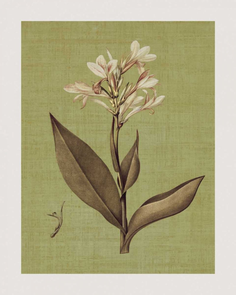 Botanica Verde II — Seba, John