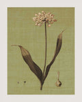 Botanica Verde III — Seba, John