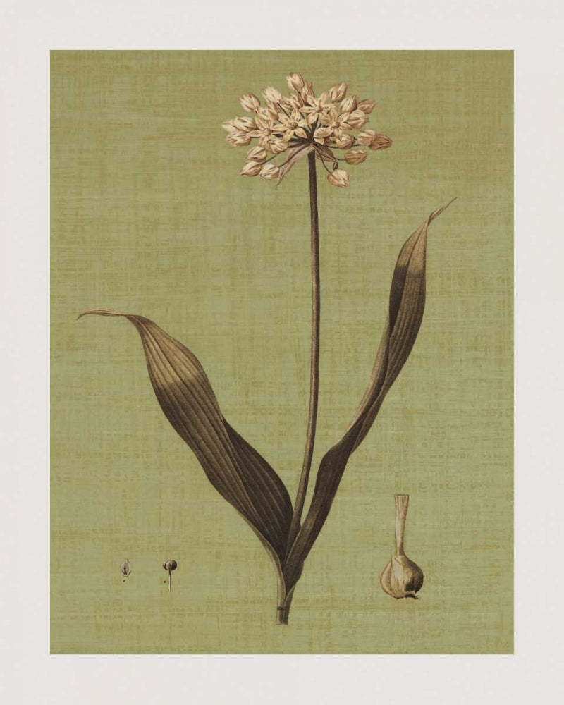 Botanica Verde III — Seba, John
