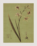 Botanica Verde IV — Seba, John