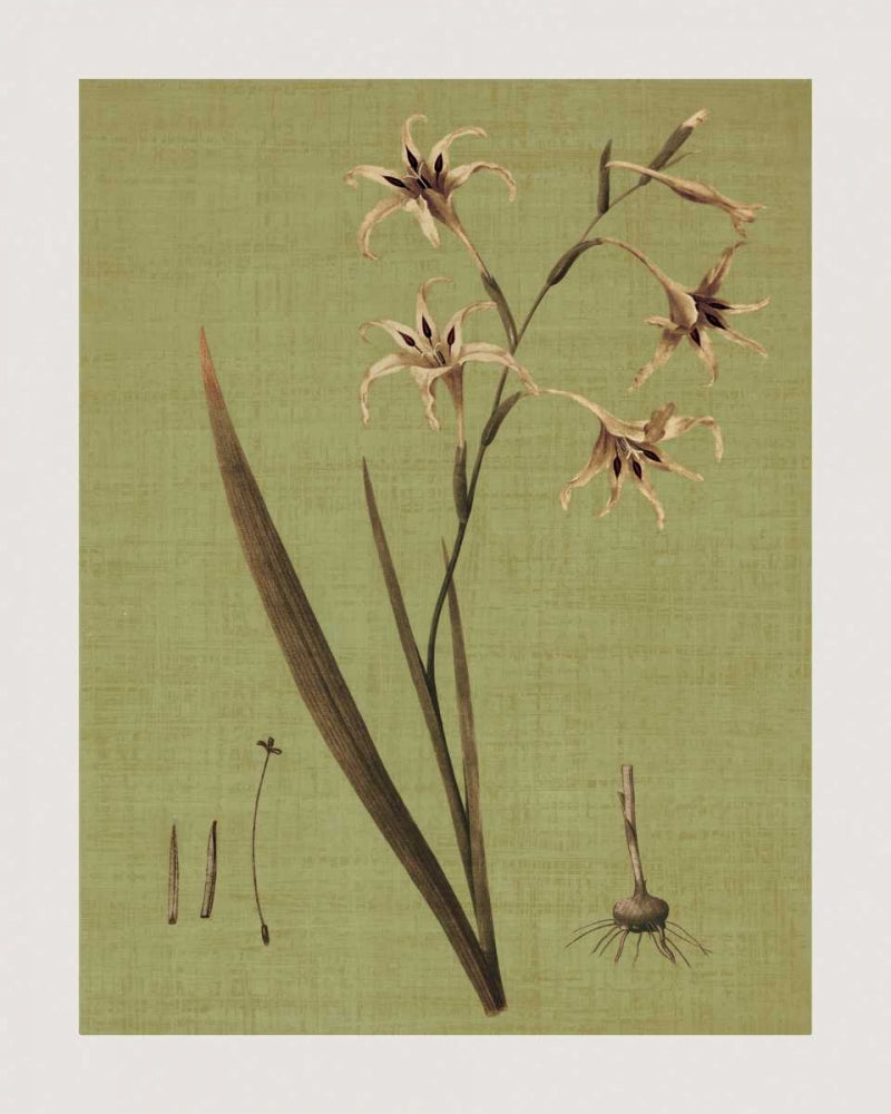 Botanica Verde IV — Seba, John