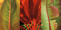 Tesouro Tropical I — Seba, John