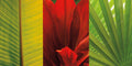 Tesouro Tropical II — Seba, John