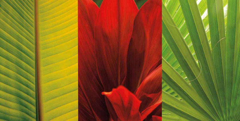 Tesouro Tropical II — Seba, John