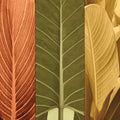 Trio Tropical I — Seba, John