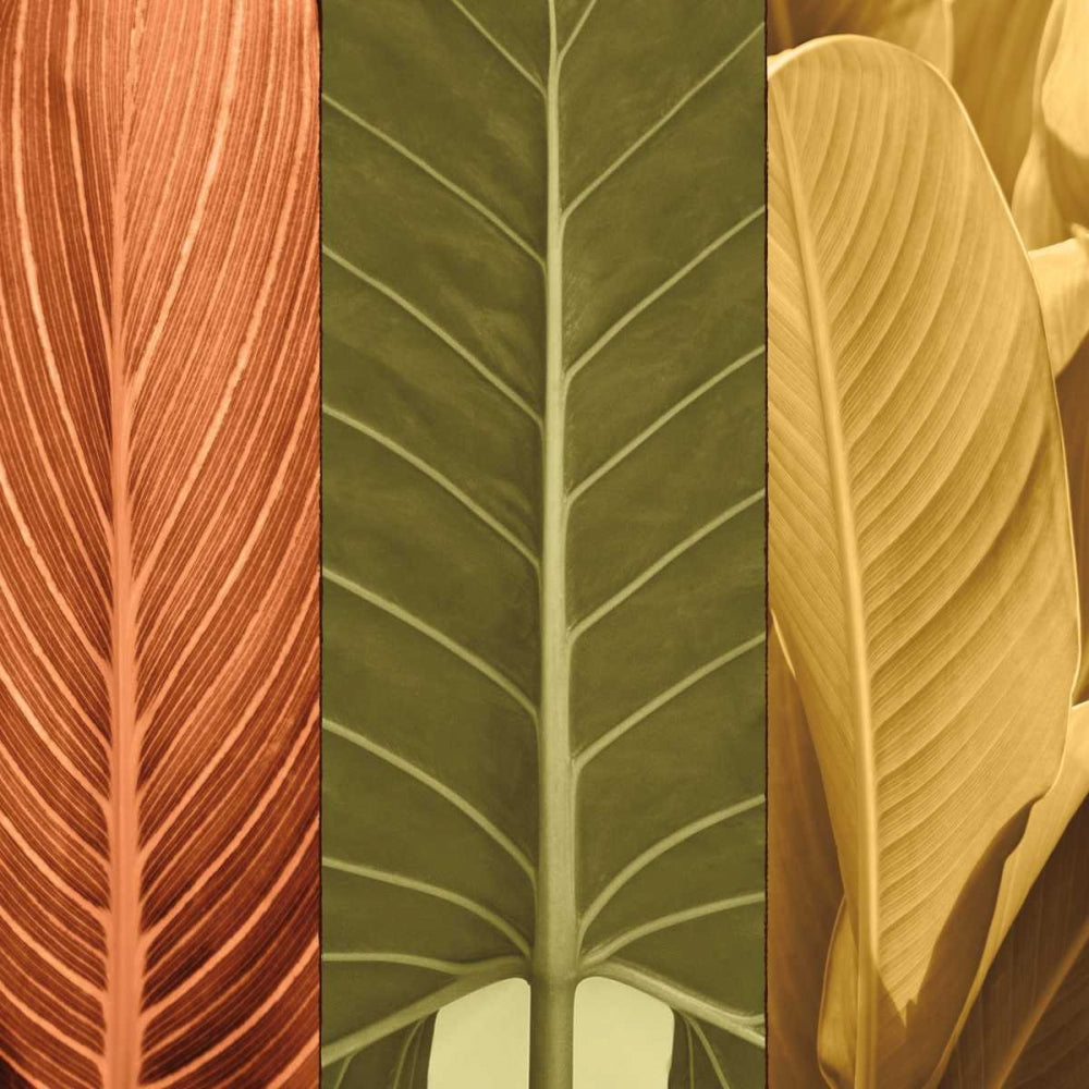 Trio Tropical I — Seba, John