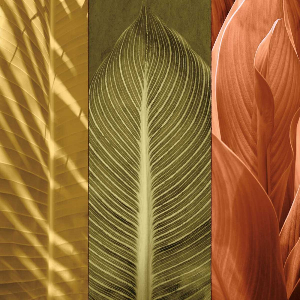 Trio Tropical II — Seba, John