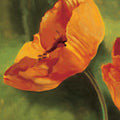 Coquelicots dans le soleil I — Viollet, Pierre
