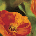 Coquelicots dans le soleil 2 — Viollet, Pierre