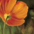 Coquelicots dans le soleil 3 — Viollet, Pierre