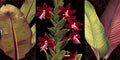 Orquídeas Vermelhas e Folhas de Palmeira — Jimenez, Rodolfo