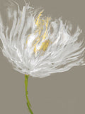 Tulipas Brancas I — Austin, Vanessa