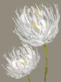 Tulipas Brancas II — Austin, Vanessa