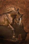Cavalo Bailarino — Dawson, Robert