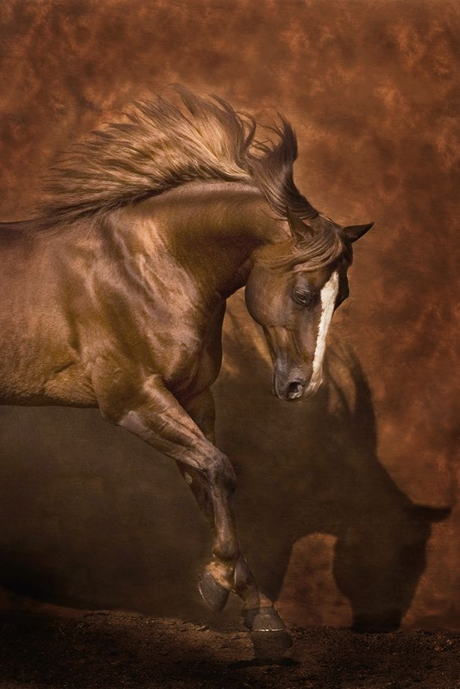 Cavalo Bailarino — Dawson, Robert