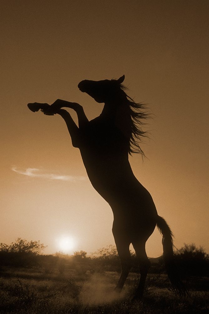 Silhueta de Cavalo Empinado — Dawson, Robert