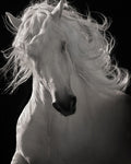 O Lusitano Bailarino — Dawson, Robert