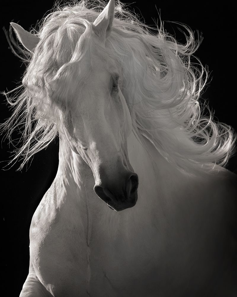 O Lusitano Bailarino — Dawson, Robert