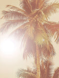 Palmeira ao Sol — cartaz — Urban Road