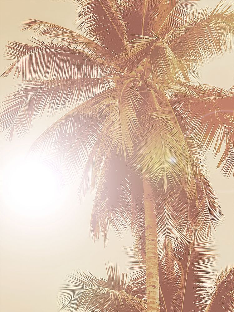 Palmeira ao Sol — cartaz — Urban Road