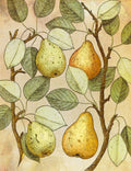 Botanical Grunge II — Hunziker, Steve