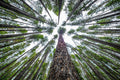 Floresta Nacional de Beaverhead-Deerlodge — Montana — Keres, Preston