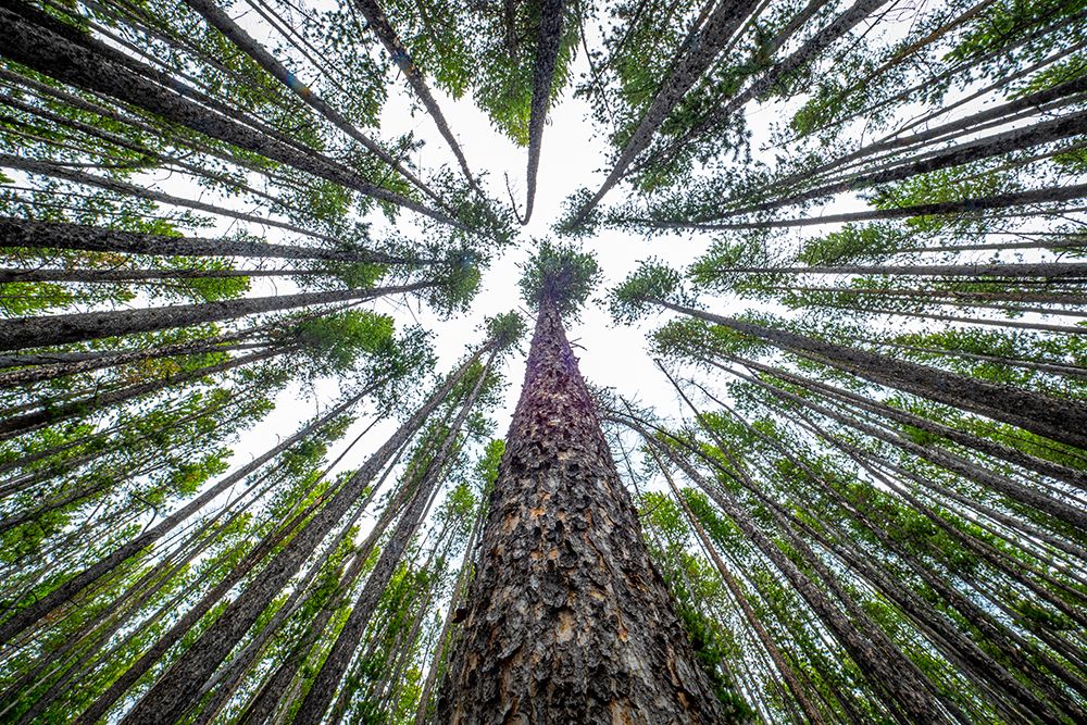 Floresta Nacional de Beaverhead-Deerlodge — Montana — Keres, Preston