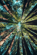 Copas de Yosemite — Artographie