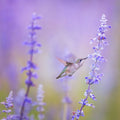 Beija-Flor em Flores de Lavanda — Artographie