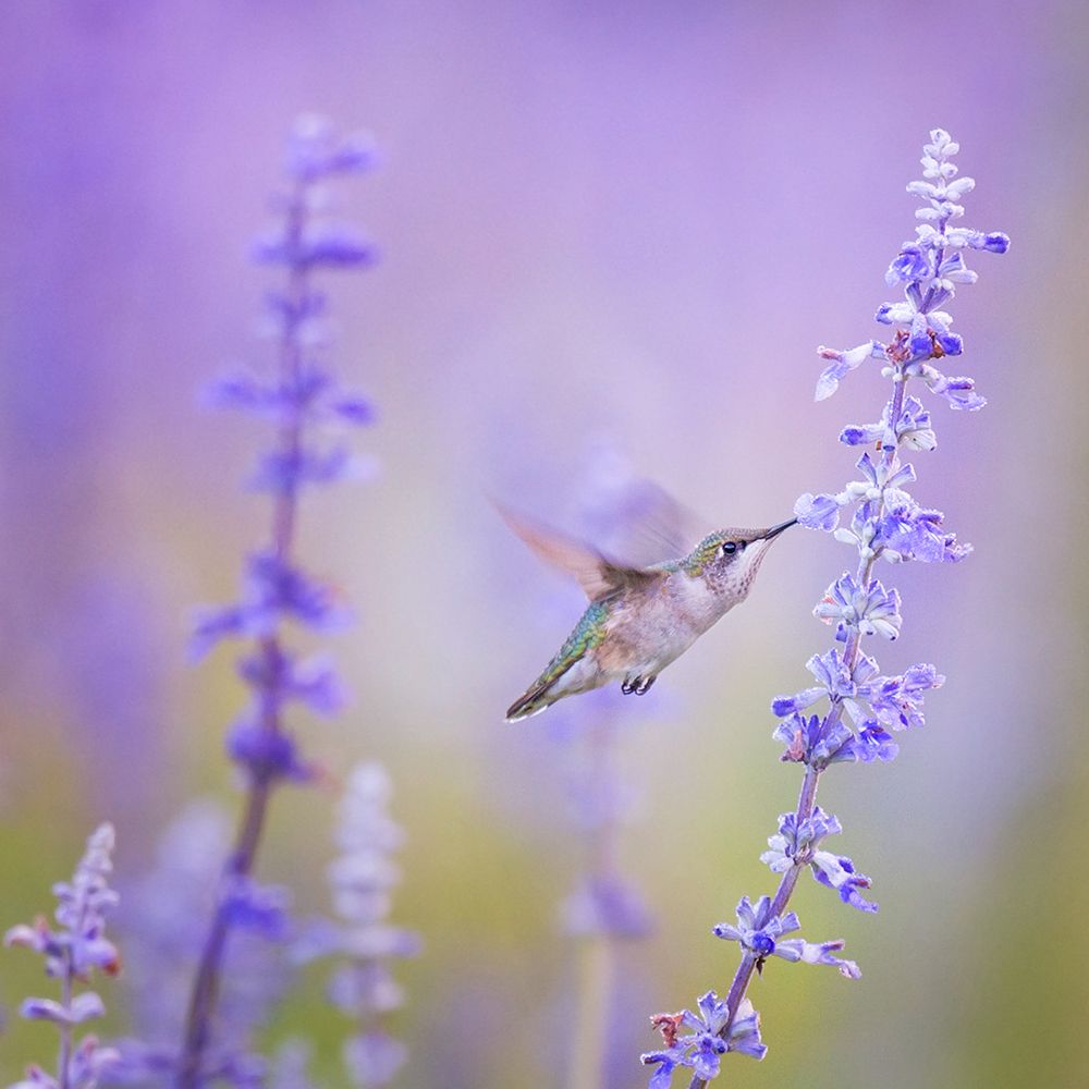 Beija-Flor em Flores de Lavanda — Artographie