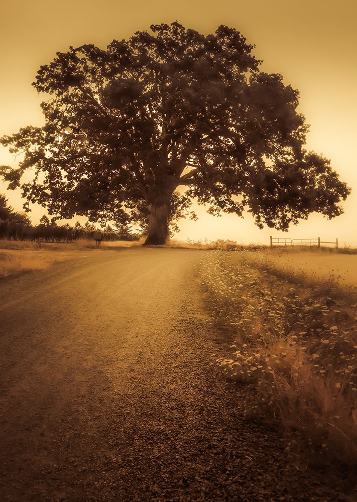 A Árvore no Fim da Estrada — Schwartz, Don