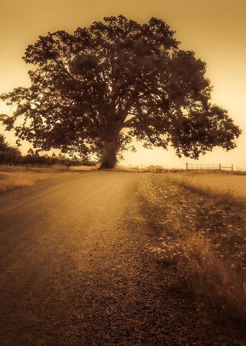 A Árvore no Fim da Estrada — Schwartz, Don