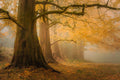 Sequoias na Névoa da Aurora — Schwartz, Don