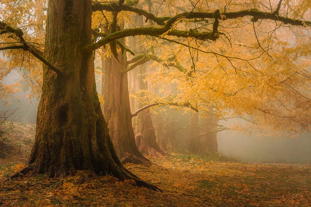 Sequoias na Névoa da Aurora — Schwartz, Don